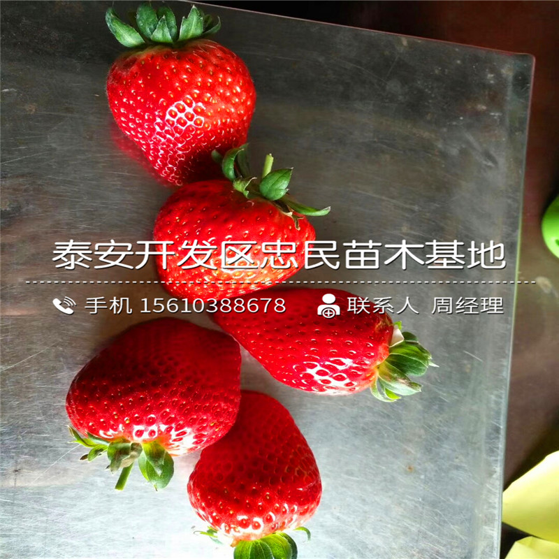丰香草莓苗产地在哪里丰香草莓苗出售价格