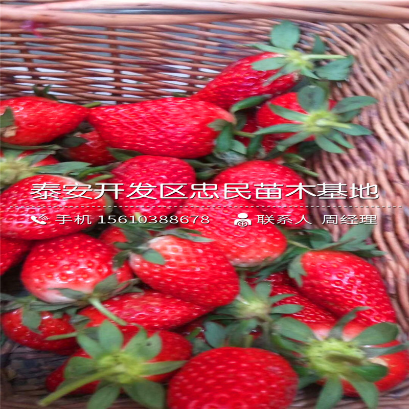达赛草莓苗哪里价格便宜