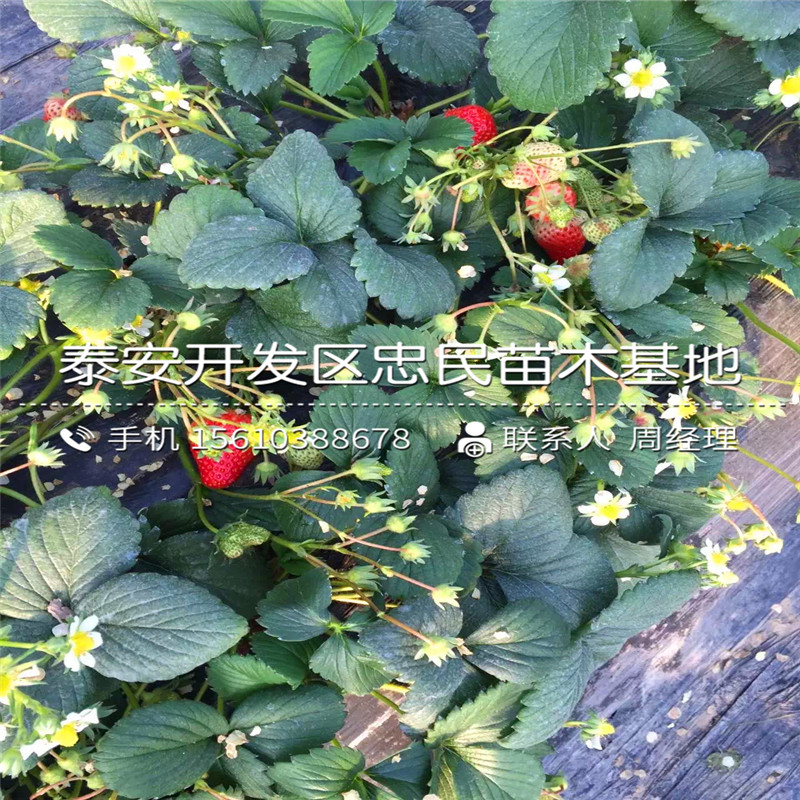 山东草莓秧苗多少钱