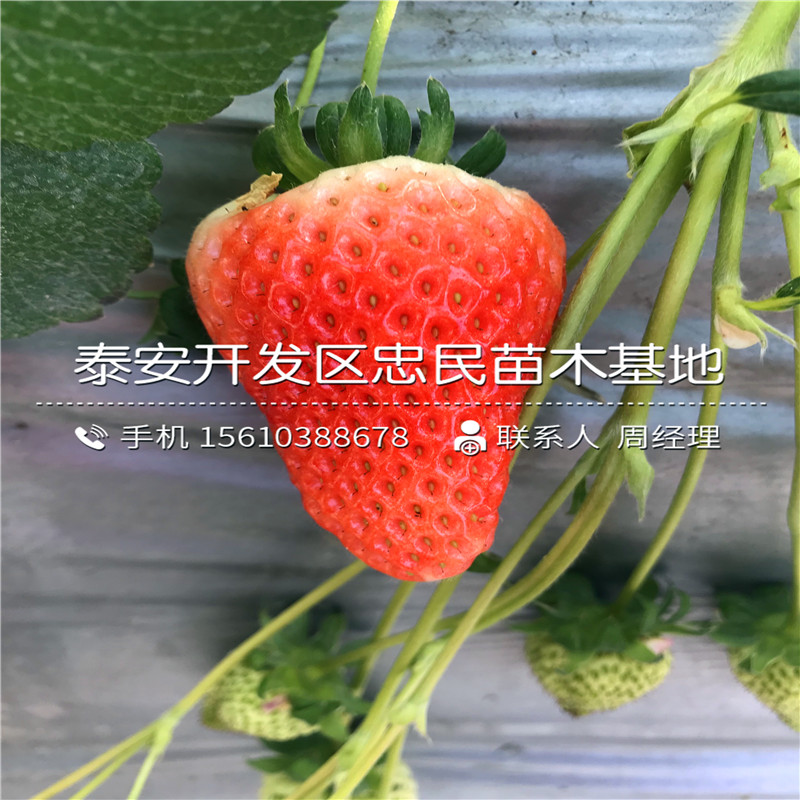 山东法兰地草莓苗法兰地草莓苗出售单价
