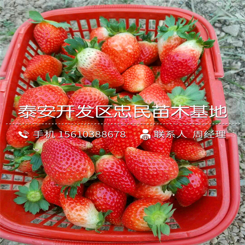 红袖添香草莓苗一亩地栽多少棵红袖添香草莓苗出售价格