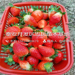 哪里有津美22号草莓苗津美22号草莓苗批发价格是多少图片2