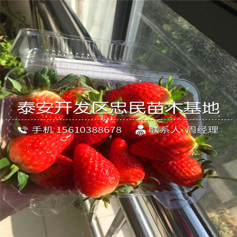 红珍珠草莓苗批发价格是多少
