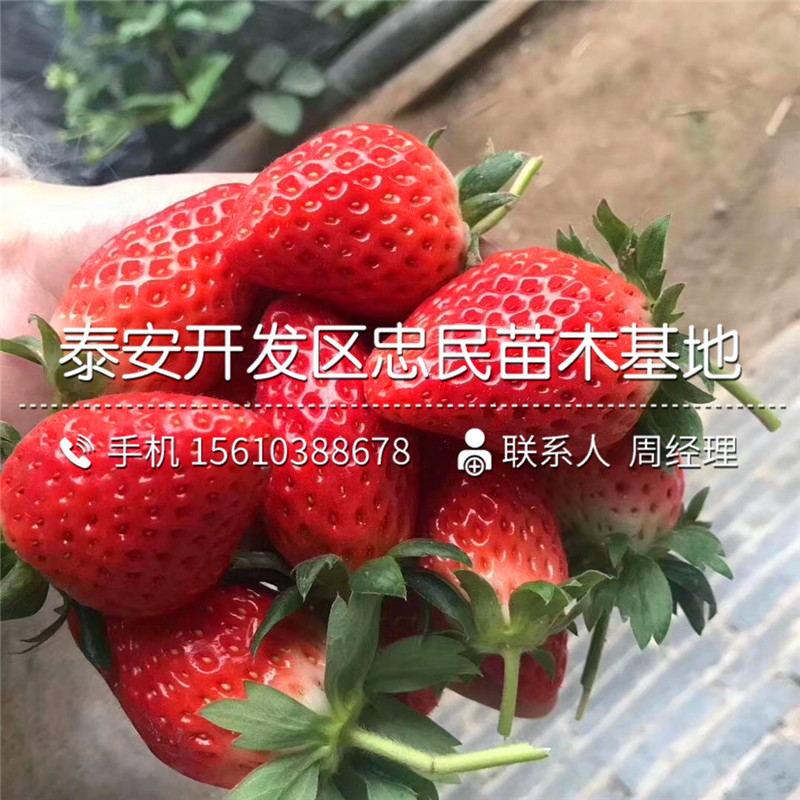 出售艳丽草莓苗艳丽草莓苗简介