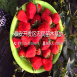新品种美香莎草莓苗美香莎草莓苗图片图片5