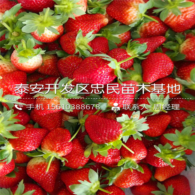 石莓七号草莓苗批发价格是多少