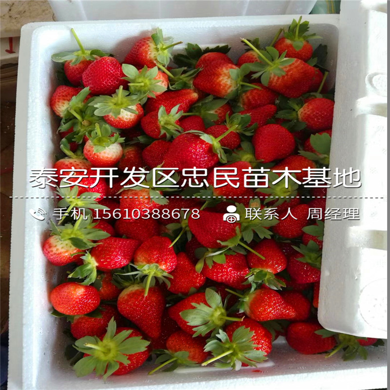 女峰草莓苗出售价格