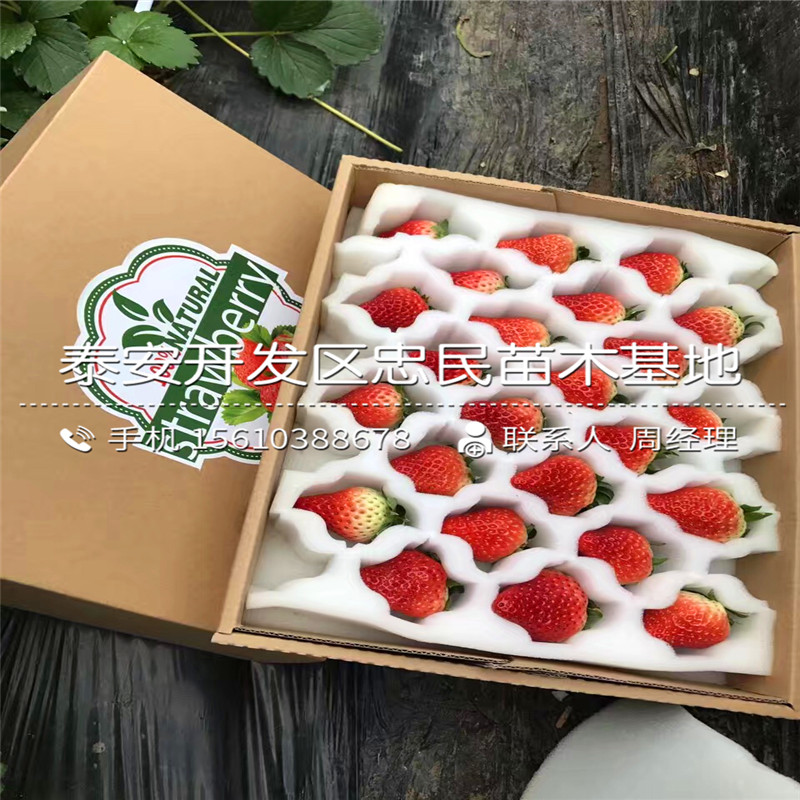 山东草莓苗出售多少钱