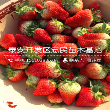 我想買奶油草莓苗奶油草莓苗哪里出售
