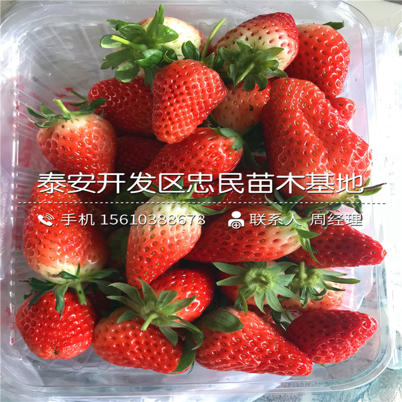 我想买哈尼草莓苗哈尼草莓苗厂家