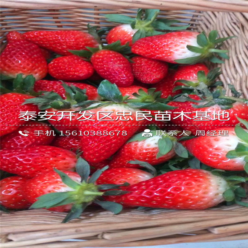 红颜草莓苗多少钱一棵红颜草莓苗报价