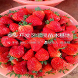 红袖添香草莓苗一亩地栽多少棵红袖添香草莓苗出售价格图片4