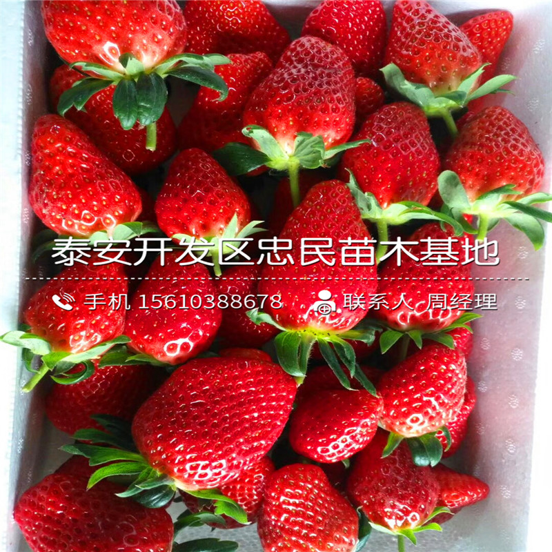 2018年波特拉草莓苗波特拉草莓苗出售价位