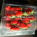 达娜草莓苗一亩地栽多少棵达娜草莓苗一棵多少钱