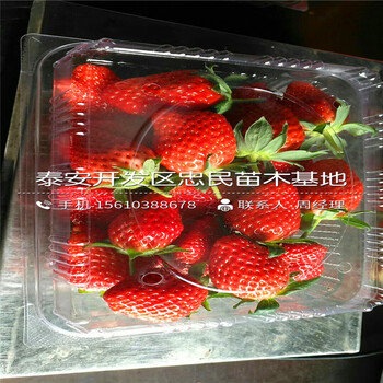 草莓王子草莓苗简介草莓王子草莓苗出售