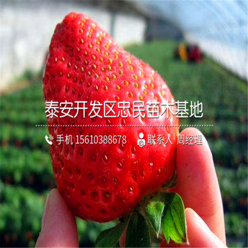 贵美人草莓苗一株多少钱
