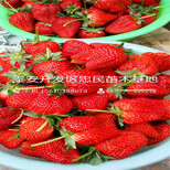 山东阿尔比草莓苗阿尔比草莓苗一株多少钱图片4