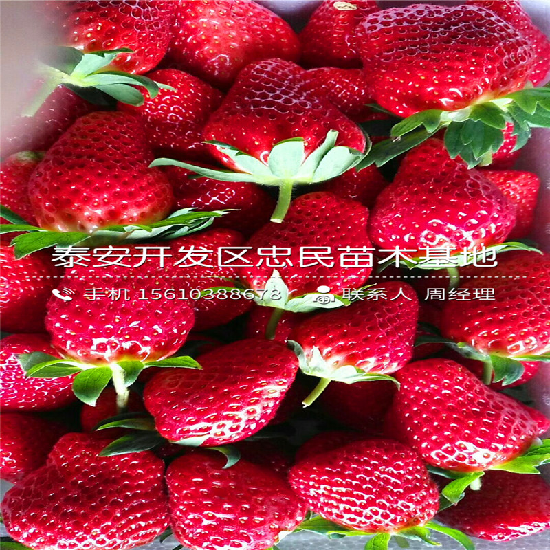 出售红玫瑰草莓苗红玫瑰草莓苗基地
