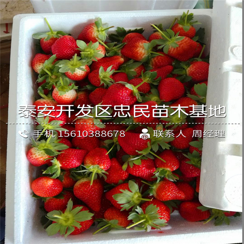 艾沙草莓苗批发价格是多少