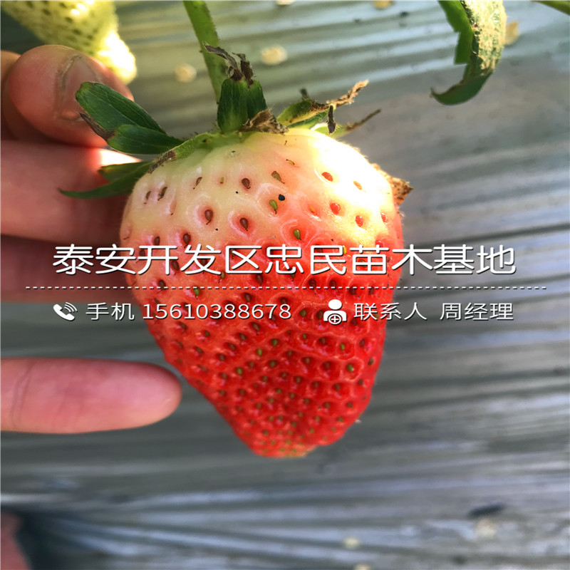 2018年女峰草莓苗女峰草莓苗什么价格