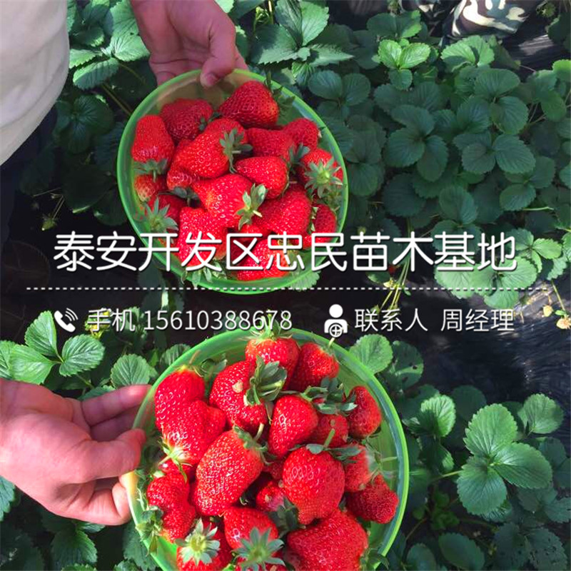 出售妙香草莓苗妙香草莓苗出售基地