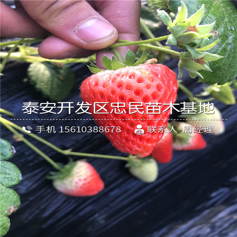 京郊小白草莓苗供应商