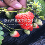新品种美香莎草莓苗美香莎草莓苗图片图片3