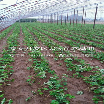 我想买京泉香草莓苗京泉香草莓苗一棵多少钱