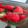 吐德拉草莓苗我想買圖片