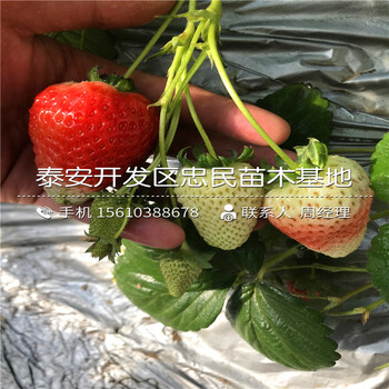 新品種京御香草莓苗京御香草莓苗出售價(jià)格
