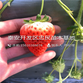 我想买小白草莓苗小白草莓苗批发什么价格