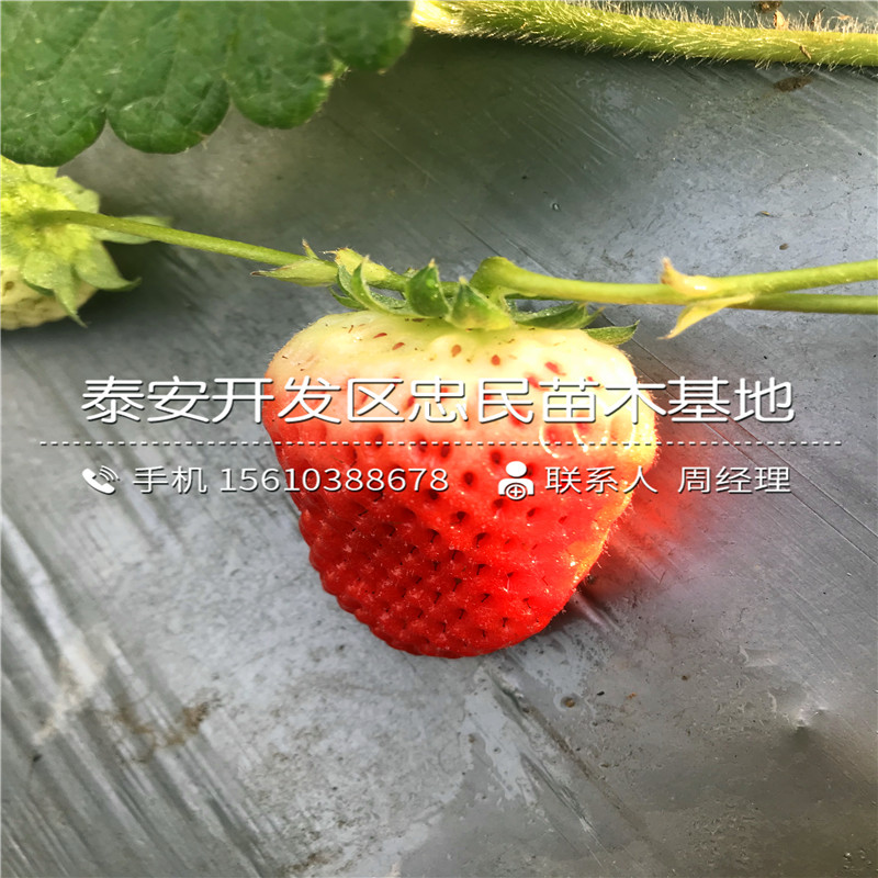 我想买密宝草莓苗密宝草莓苗产量多少