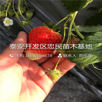 2018年玛雅草莓苗玛雅草莓苗出售多少钱