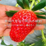 粉红公主草莓苗山东粉红公主草莓苗一棵多少钱图片5