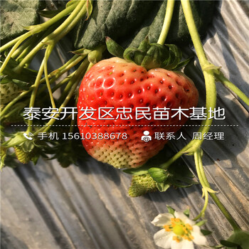 山东石莓七号草莓苗石莓七号草莓苗哪里有卖的