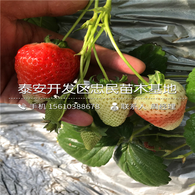 新品种四季阿尔比草莓苗四季阿尔比草莓苗批发多少钱