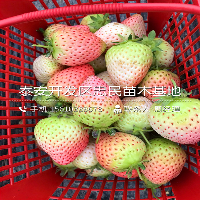 出售红珍珠草莓苗红珍珠草莓苗供应商