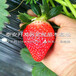 新品种卡姆萝莎草莓苗卡姆萝莎草莓苗价格多少