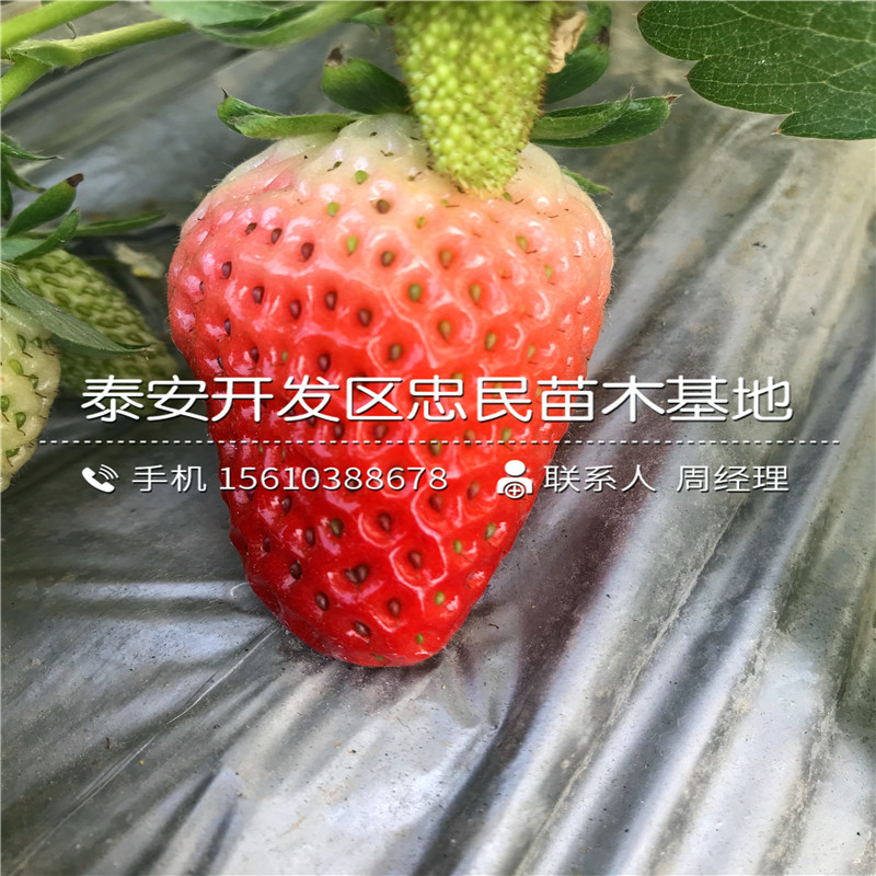 新品种99草莓苗99草莓苗出售单价