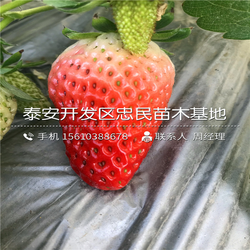 我想买红夏草莓苗红夏草莓苗批发单价