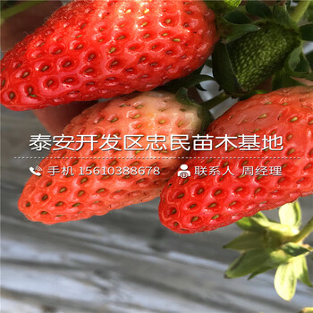 新品种妙香3号草莓苗妙香3号草莓苗一株多少钱