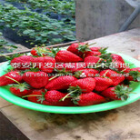 塞娃草莓苗供应商塞娃草莓苗出售价格图片5