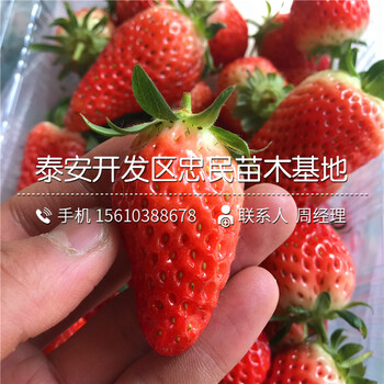 2018年艾尔巴草莓苗艾尔巴草莓苗批发价格多少