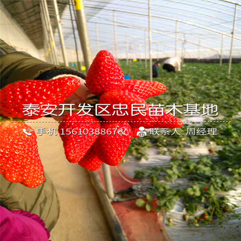 甜宝草莓苗什么价格甜宝草莓苗一亩地产多少斤