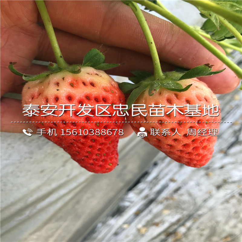 森嘎拉草莓苗什么价格