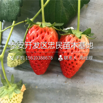 我想買寶交早生草莓苗寶交早生草莓苗出售批發(fā)