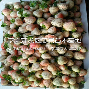 日本一号草莓苗价位日本一号草莓苗供应价格