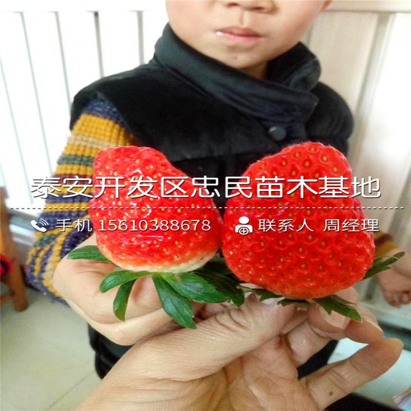 哪里有戈雷拉草莓苗戈雷拉草莓苗出售价位