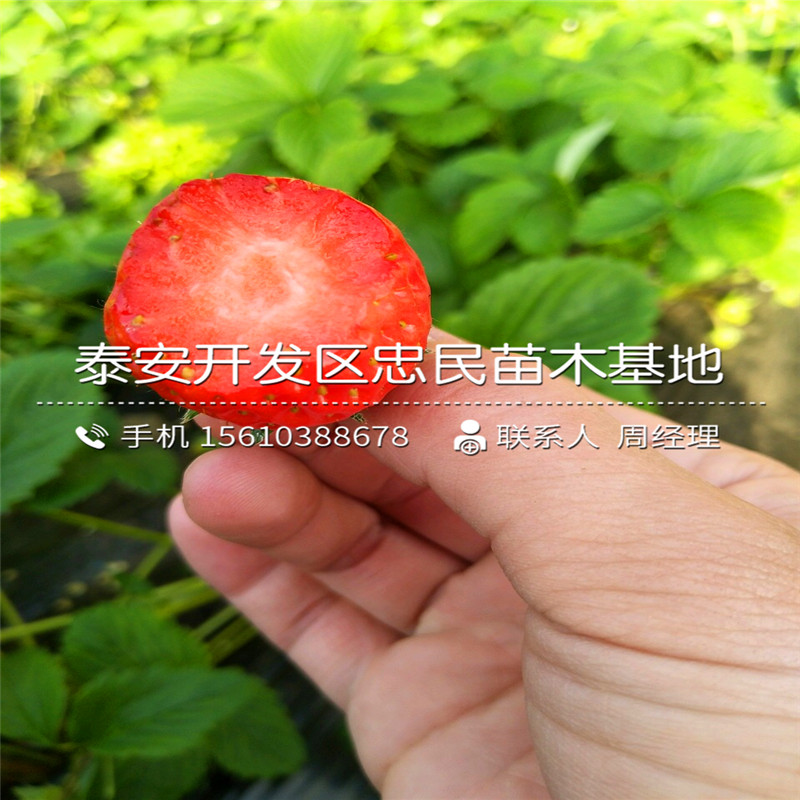 2018年妙香7号草莓苗妙香7号草莓苗价格哪里便宜
