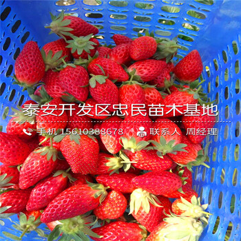 山東美香莎草莓苗美香莎草莓苗價格哪里便宜